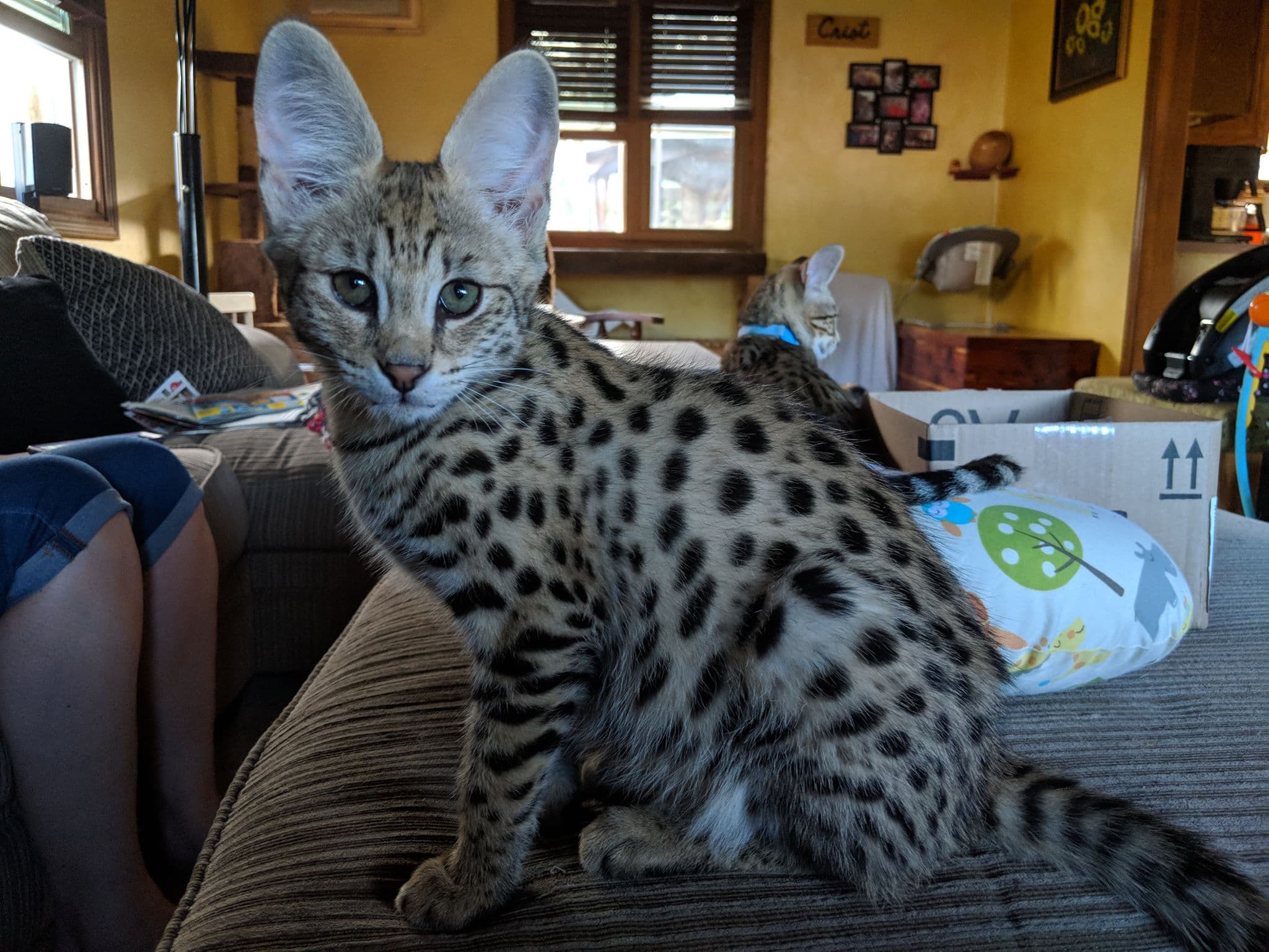 Savannah